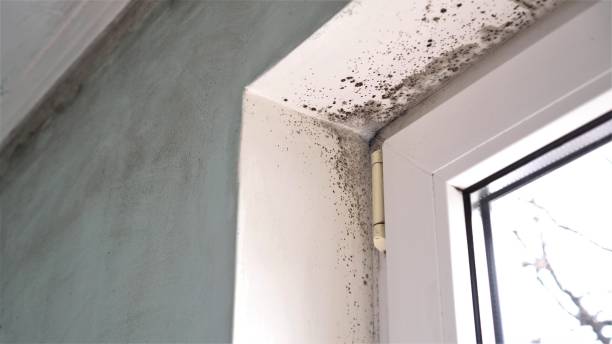 Best Bathroom Mold Remediation in Rector, AR