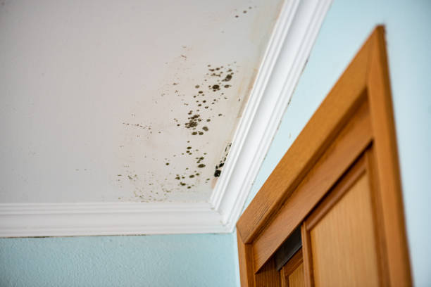 Best Commercial Mold Remediation in Rector, AR