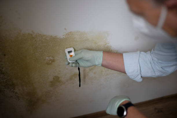 Reliable Rector, AR Mold Remediation Solutions