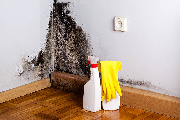 Best Localized Mold Remediation (e.g., coastal areas, humid climates) in Rector, AR