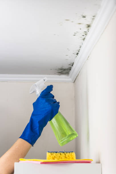 Best Attic Mold Remediation in Rector, AR